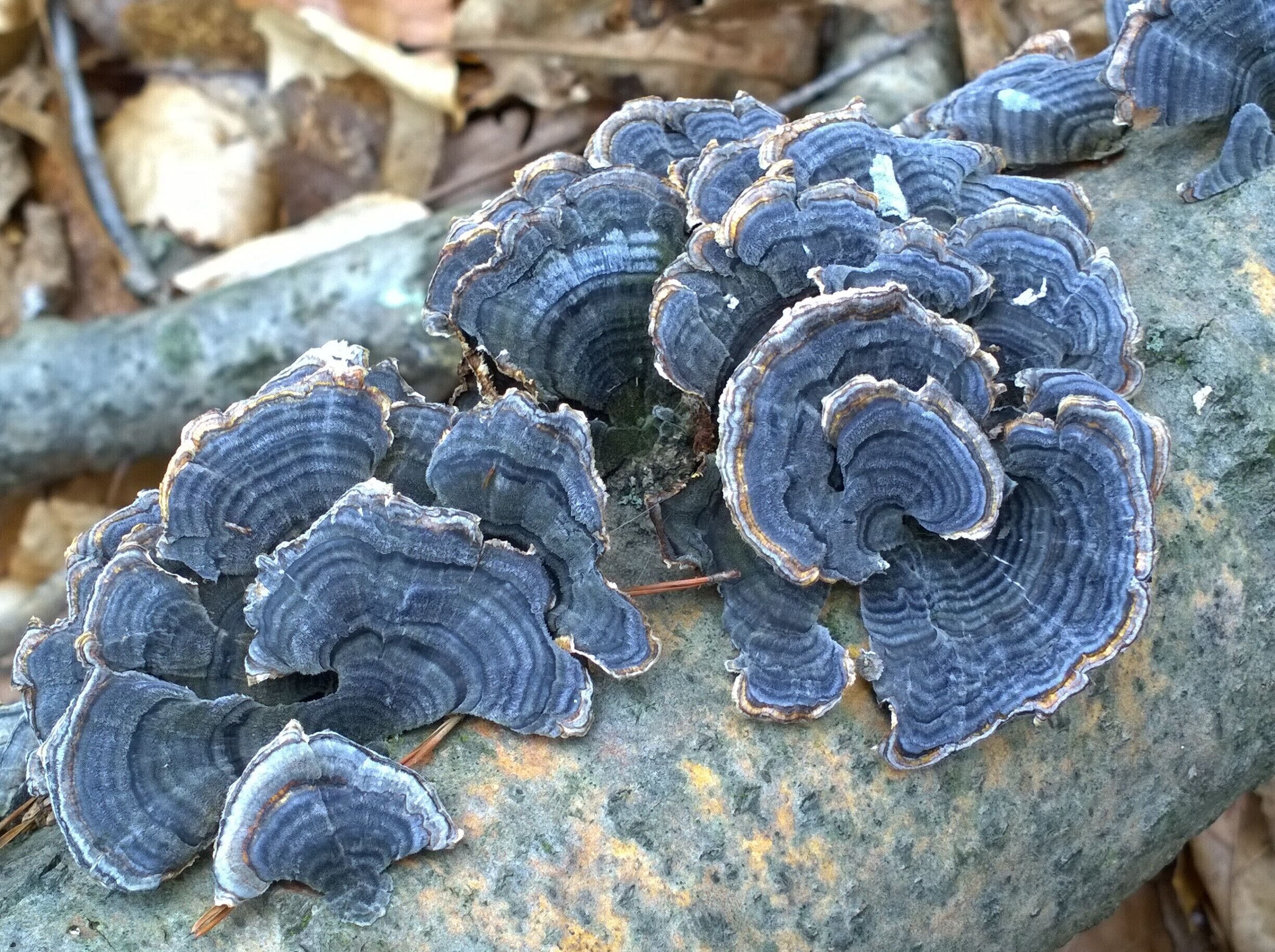 Turkey tails (Trametes versicolor) taking on a bluish hue on the first day of spring.