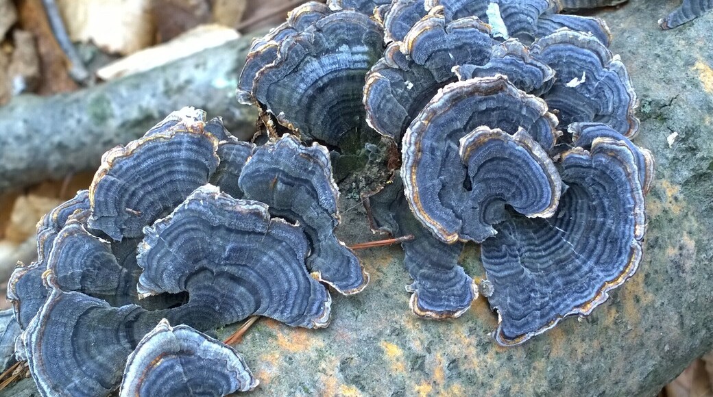 Turkey tails (Trametes versicolor) taking on a bluish hue on the first day of spring.