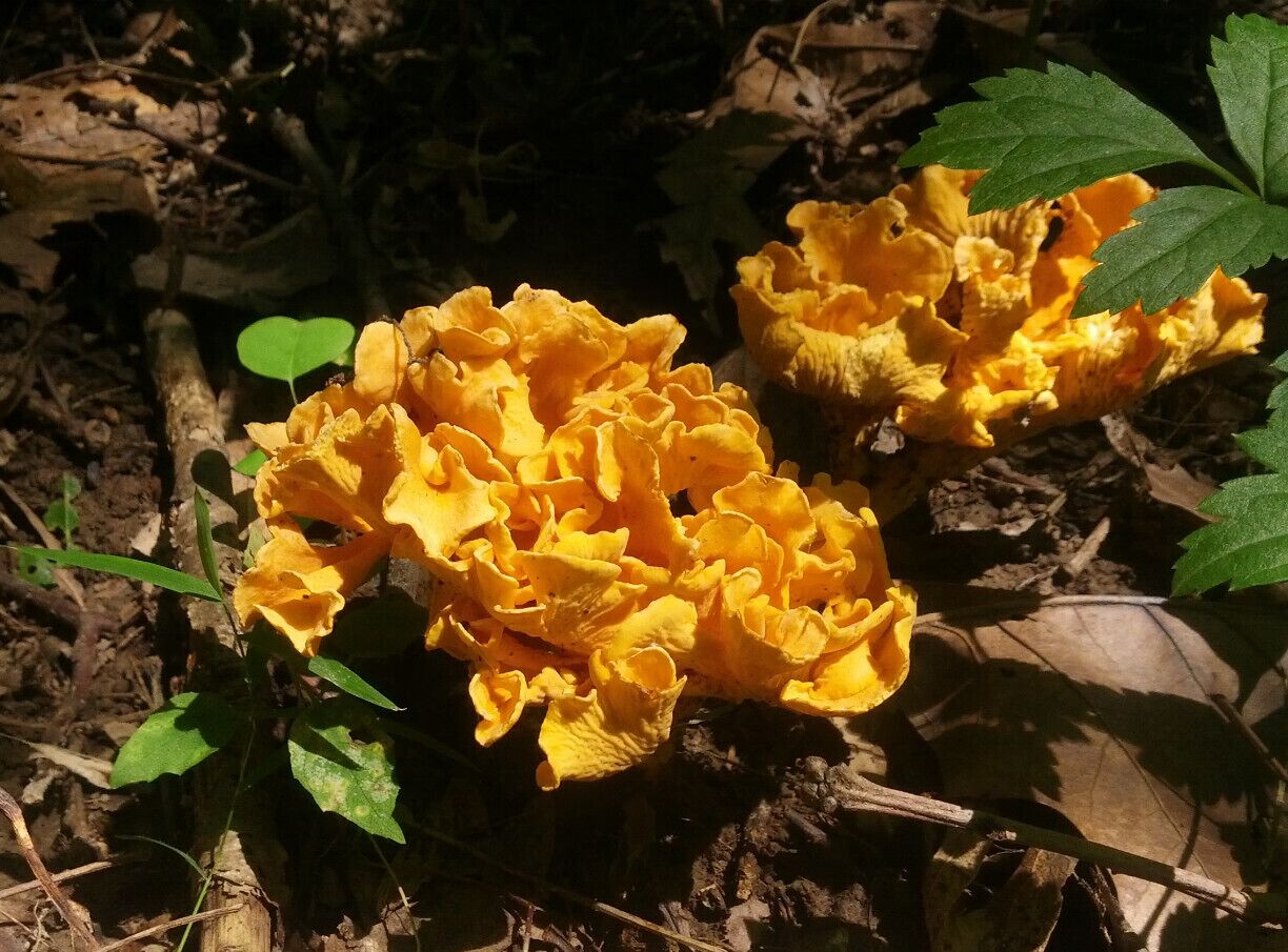 The frills of this group of bright orange fungi sprouting up from the leaf litter of the forest floor resemble a canna or some other tropical bloom.