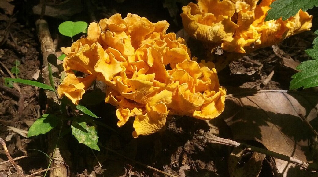 The frills of this group of bright orange fungi sprouting up from the leaf litter of the forest floor resemble a canna or some other tropical bloom.