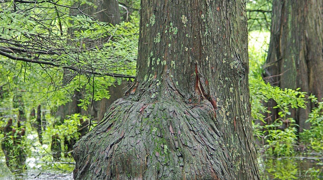 In addition many beautiful flowers there is small Cedar bog. The bog looks kind of other worldly. Like something Luke Skywalker might crash his X-Wing Starfighter into. #OnTheRoad