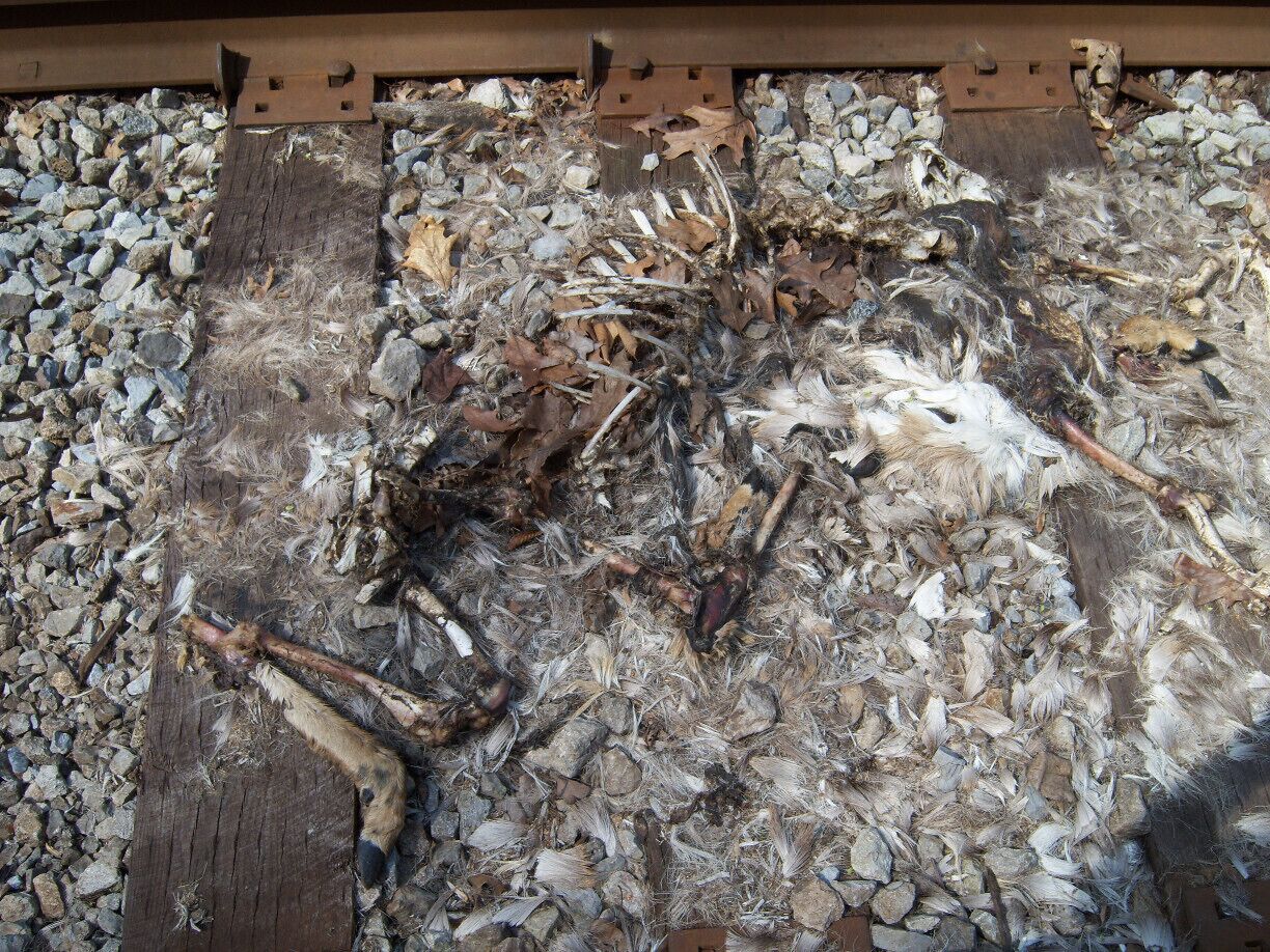 Deer Vs. Train: Train wins. 1st round knockout.