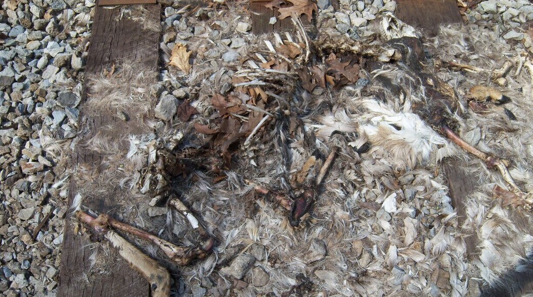 Deer Vs. Train: Train wins. 1st round knockout.