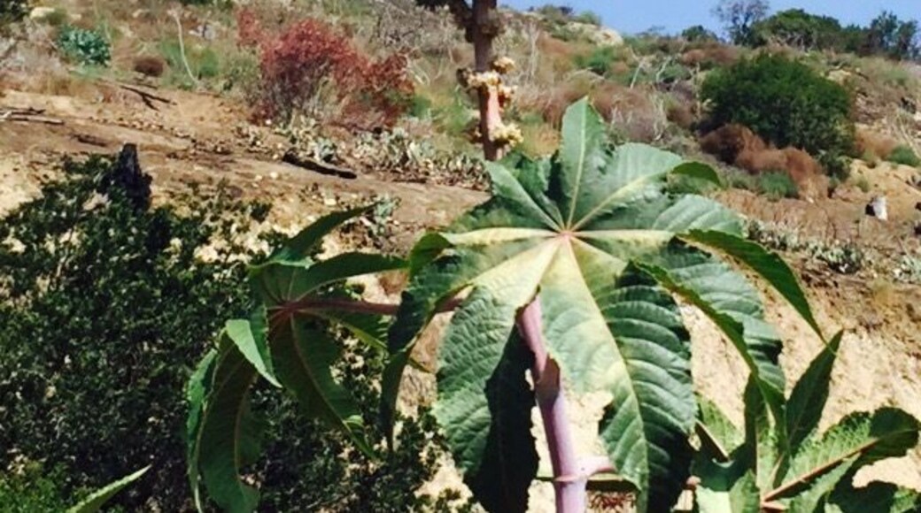 I was hiking along and found this unique looking plant/flower? Even in the most dry and desolate land, Life grows and builds...