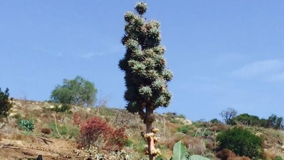 I was hiking along and found this unique looking plant/flower? Even in the most dry and desolate land, Life grows and builds...