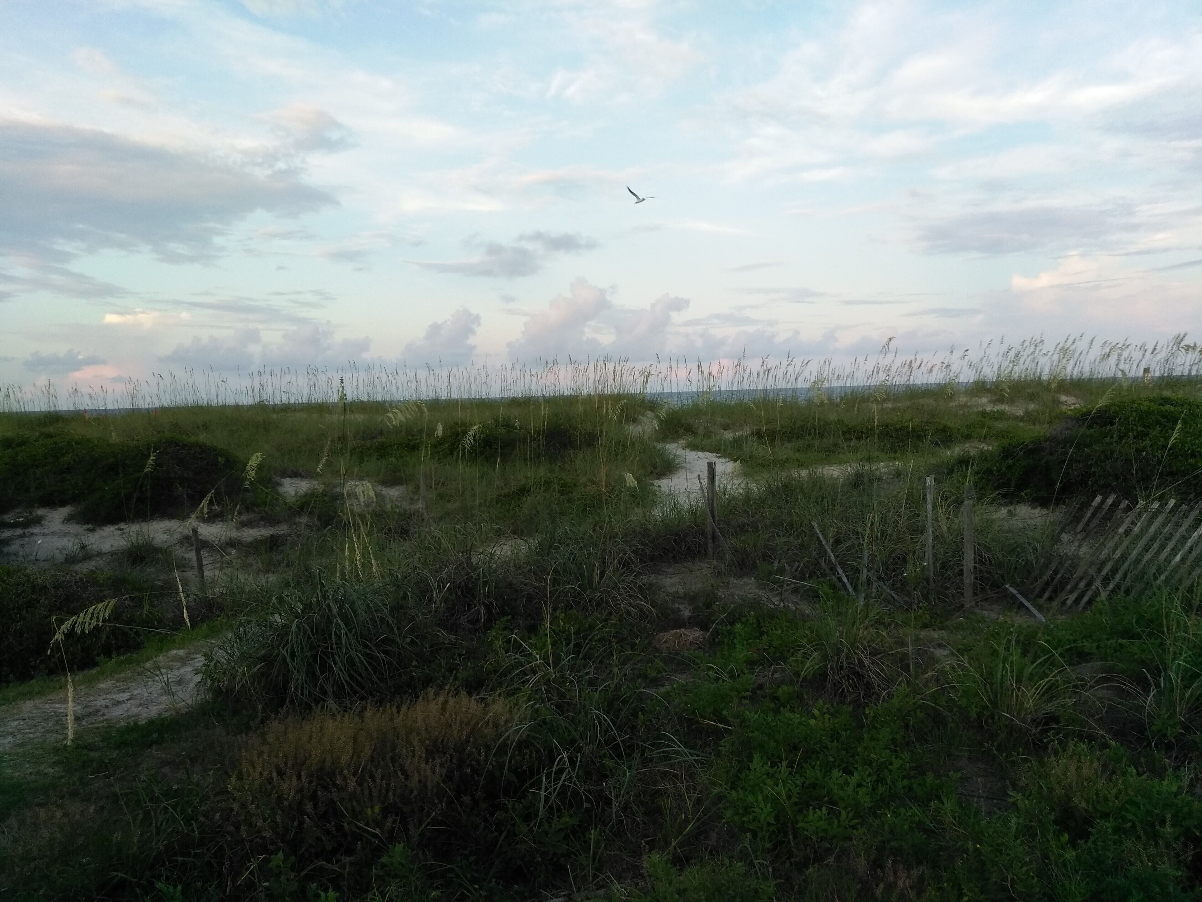 Having dinner at Sliders, dusk and soaring seagull just presented to pretty a picture to pass up.