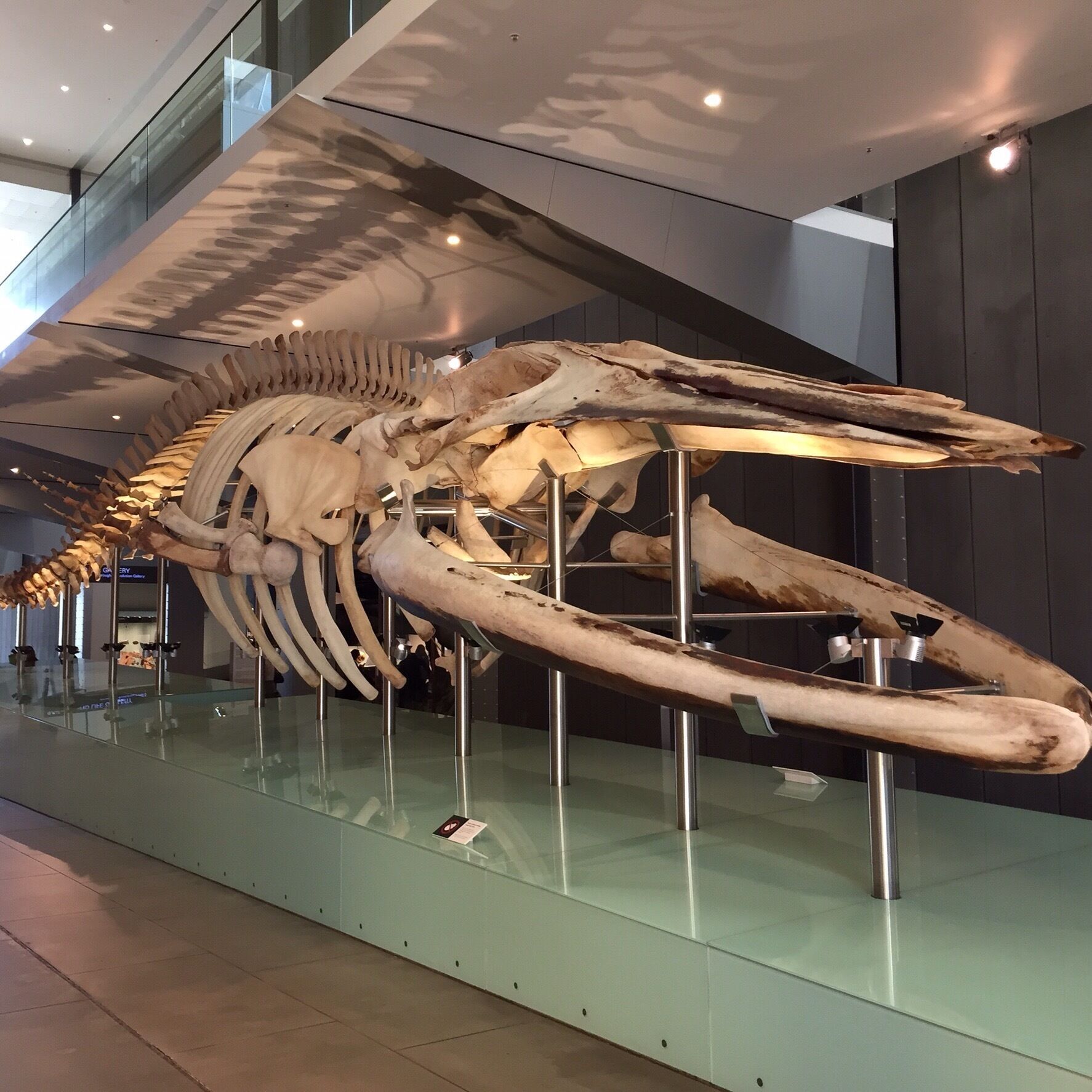 Pygmy blue whale skeleton #Melbourne #museum