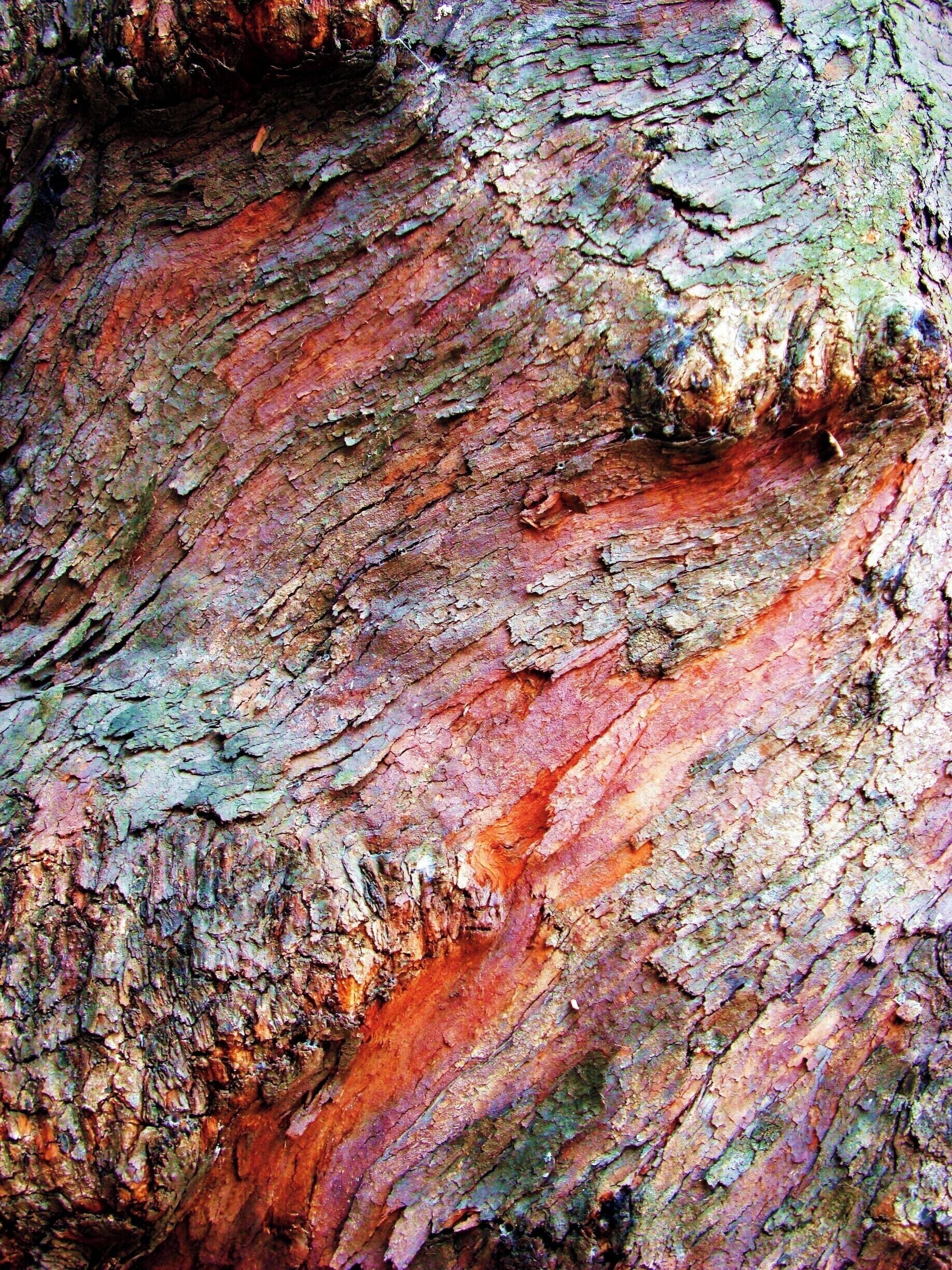 Casca de árvore

Em minhas viagens tenho fotografado exaustivamente alguns temas. No fundo, sempre na esperança de publicá-los de alguma forma. Tenho perseguido o tema "Cascas de árvores" devido à sua diversidade de texturas, de formas e de cores.

#bark #tree #arvore #casca