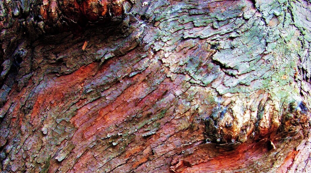 Casca de árvore
Em minhas viagens tenho fotografado exaustivamente alguns temas. No fundo, sempre na esperança de publicá-los de alguma forma. Tenho perseguido o tema "Cascas de árvores" devido à sua diversidade de texturas, de formas e de cores.
#bark #tree #arvore #casca