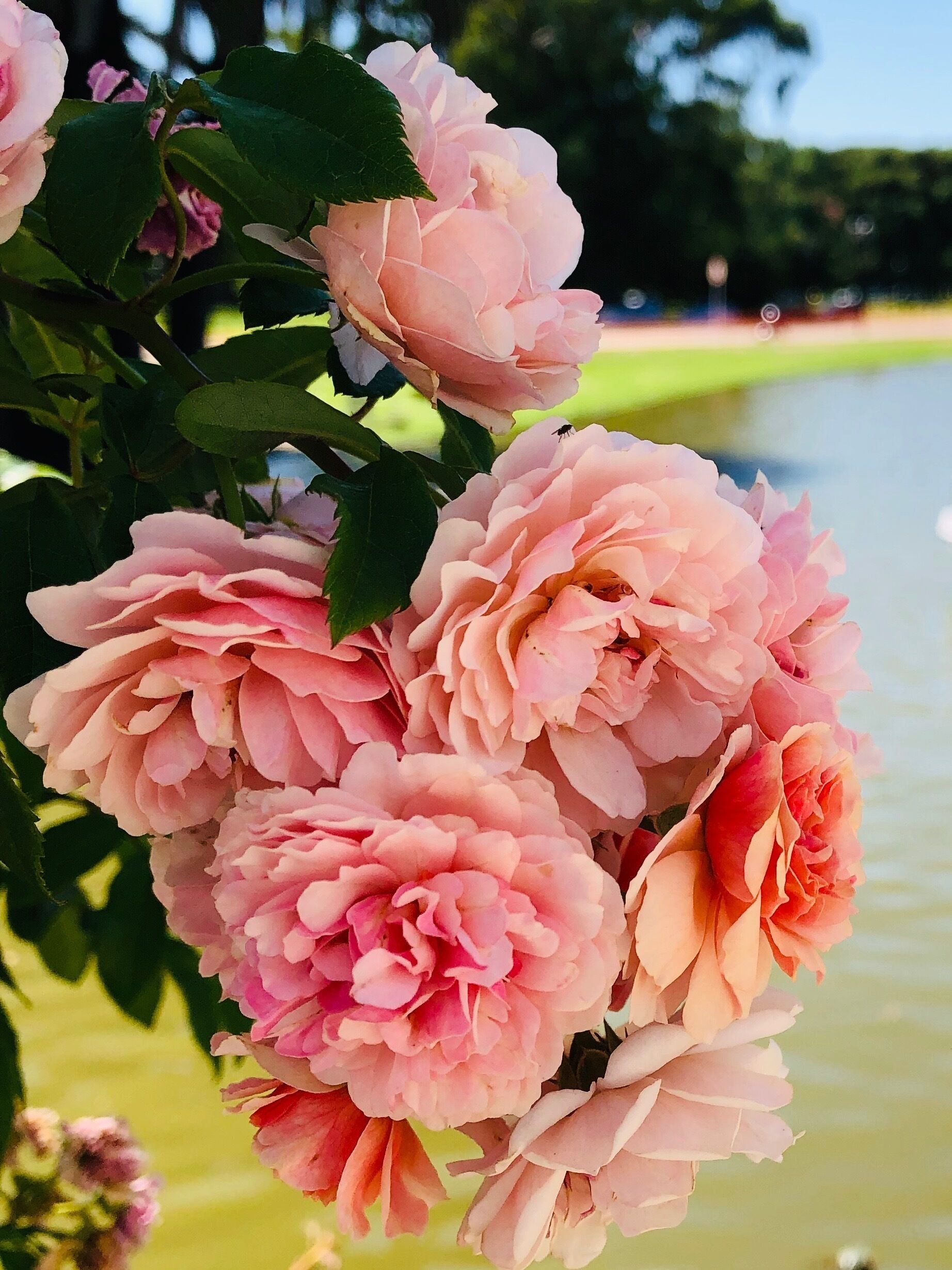 The Rose garden was in full bloom today. The colors and the smells were just amazing. 