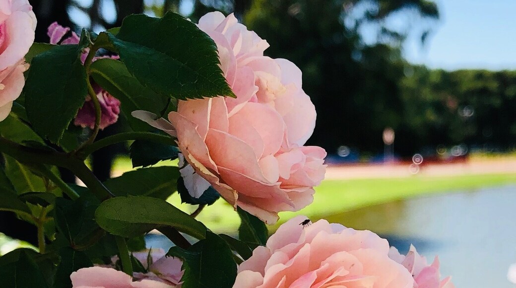 The Rose garden was in full bloom today. The colors and the smells were just amazing.