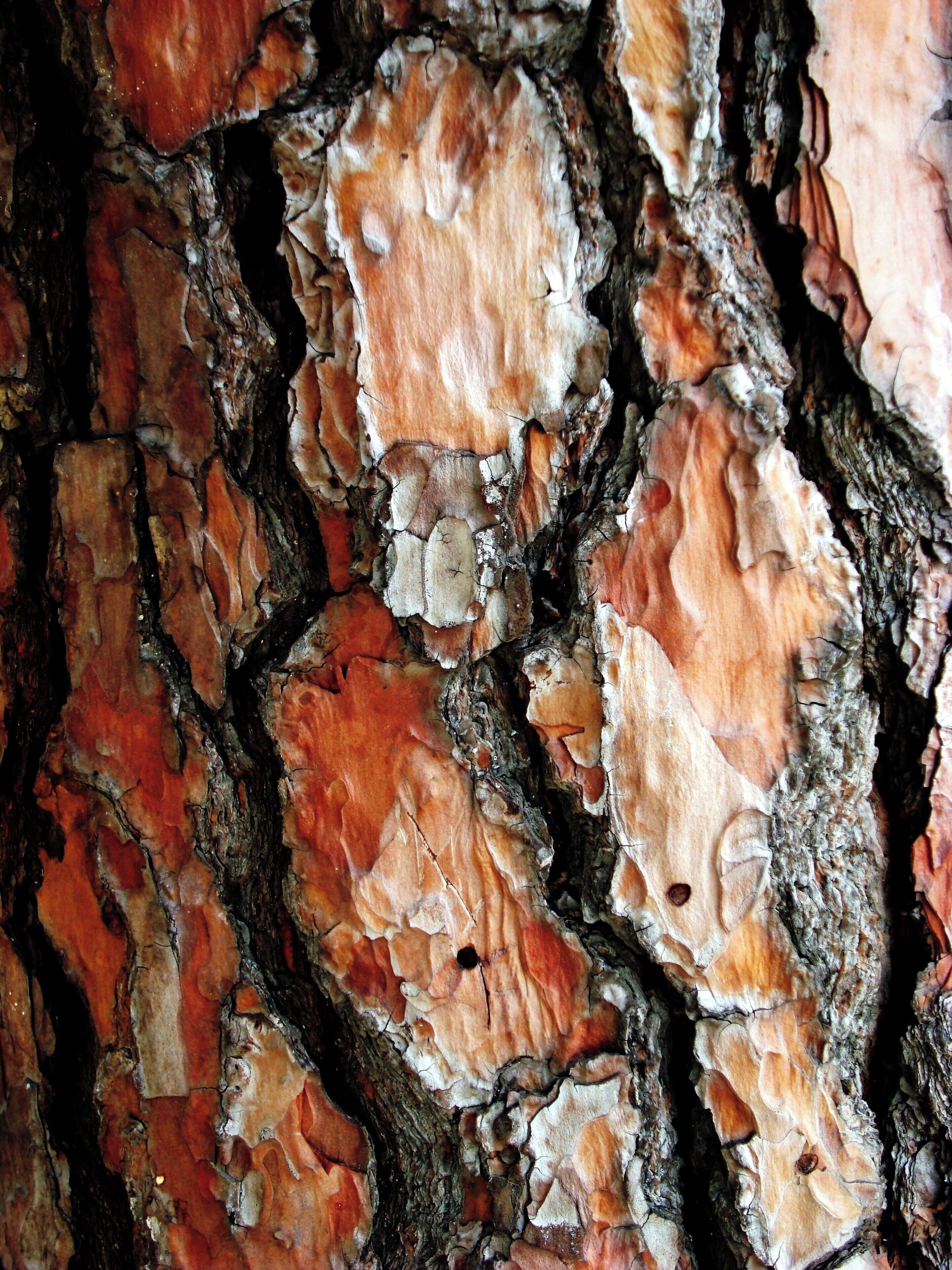 Casca de árvore
Pinheiro/Pine tree
Em minhas viagens tenho fotografado exaustivamente alguns temas. No fundo, sempre na esperança de publicá-los de alguma forma. Tenho perseguido o tema "Cascas de árvores" devido à sua diversidade de texturas, de formas e de cores.
In my travels I have photographed exhaustively some themes. In the background, always hoping to publish them somehow. I have pursued the theme "Tree Barks" because of its diversity of textures, shapes and colors.
#bark #tree #arvore #casca
