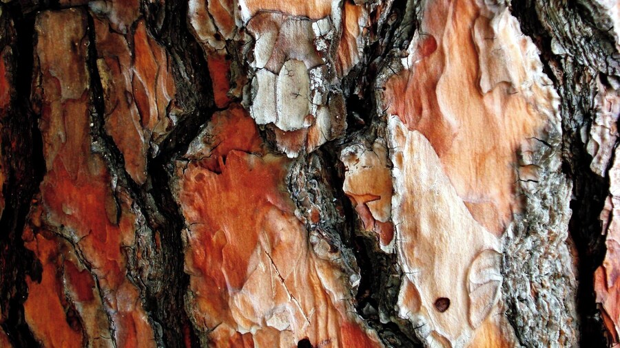 Casca de árvore
Pinheiro/Pine tree
Em minhas viagens tenho fotografado exaustivamente alguns temas. No fundo, sempre na esperança de publicá-los de alguma forma. Tenho perseguido o tema "Cascas de árvores" devido à sua diversidade de texturas, de formas e de cores.
In my travels I have photographed exhaustively some themes. In the background, always hoping to publish them somehow. I have pursued the theme "Tree Barks" because of its diversity of textures, shapes and colors.
#bark #tree #arvore #casca