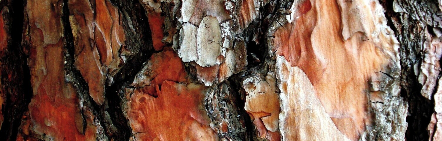 Casca de árvore
Pinheiro/Pine tree
Em minhas viagens tenho fotografado exaustivamente alguns temas. No fundo, sempre na esperança de publicá-los de alguma forma. Tenho perseguido o tema "Cascas de árvores" devido à sua diversidade de texturas, de formas e de cores.
In my travels I have photographed exhaustively some themes. In the background, always hoping to publish them somehow. I have pursued the theme "Tree Barks" because of its diversity of textures, shapes and colors.
#bark #tree #arvore #casca