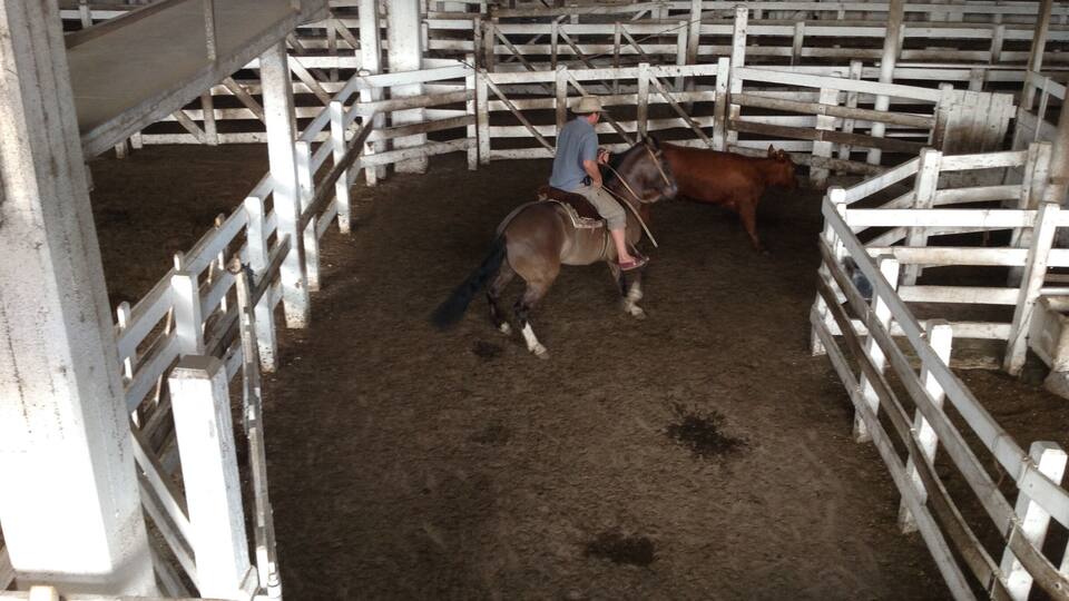 A person riding a horse in an indoor arena with white fencing.