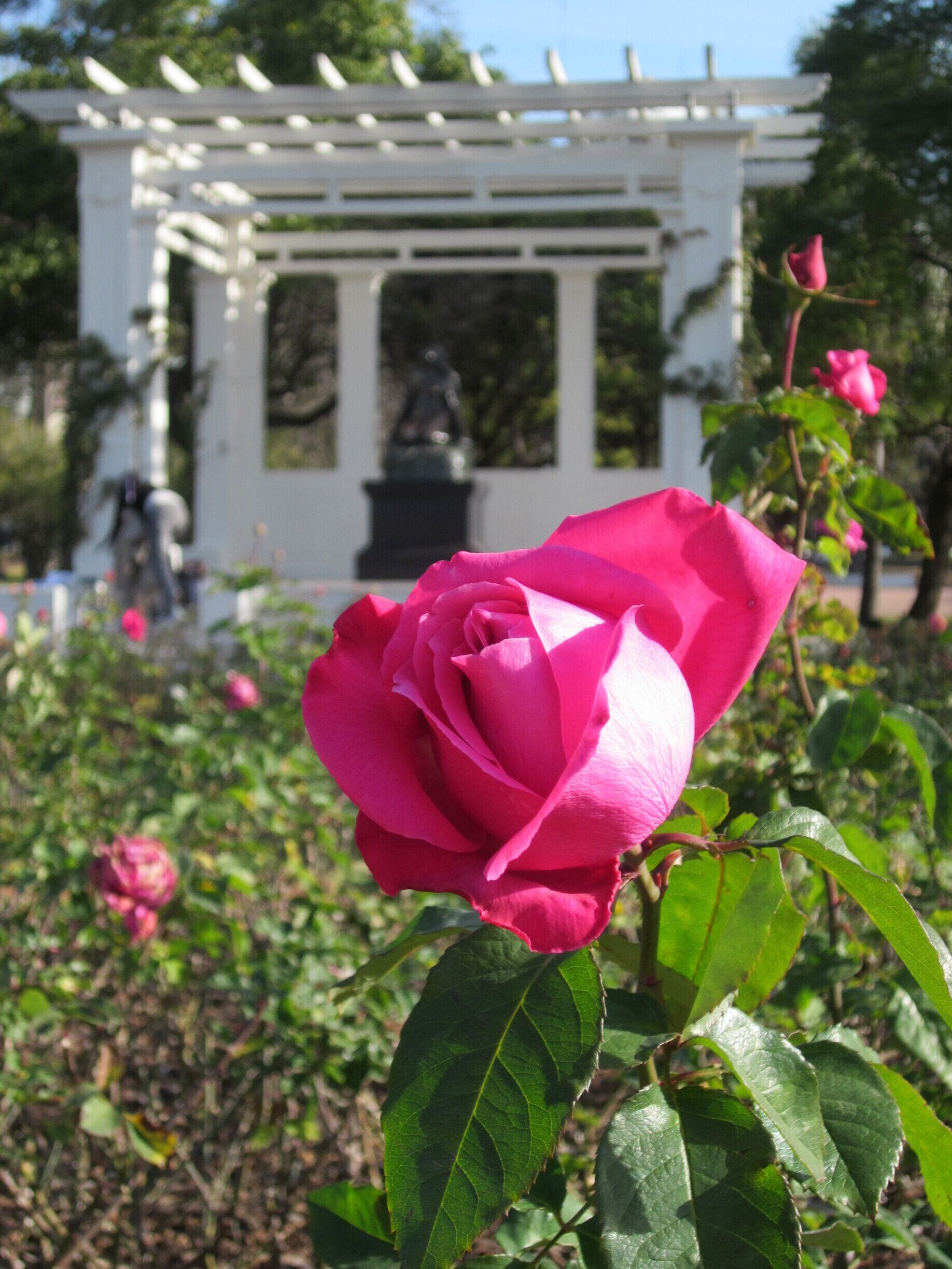 El Rosedal, inside Parque Tres de Febrero. The roses even bloom in winter!