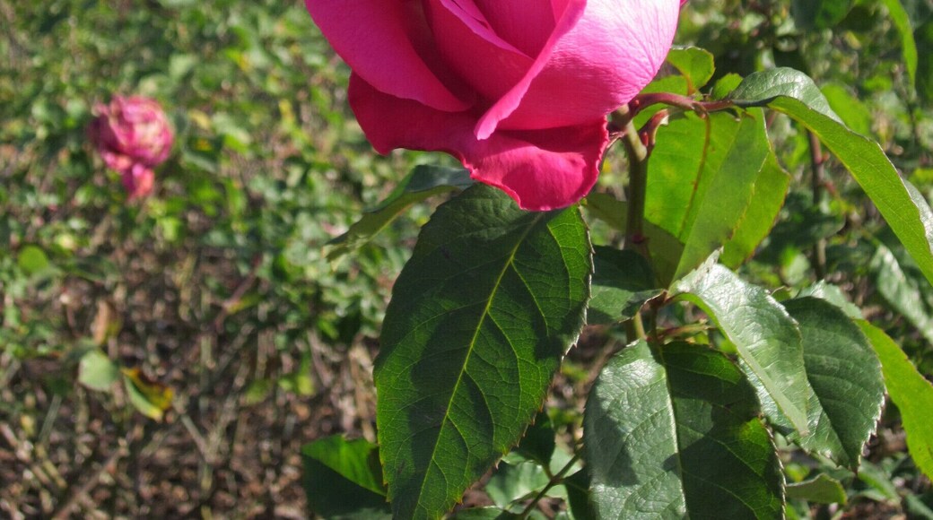 El Rosedal, inside Parque Tres de Febrero. The roses even bloom in winter!