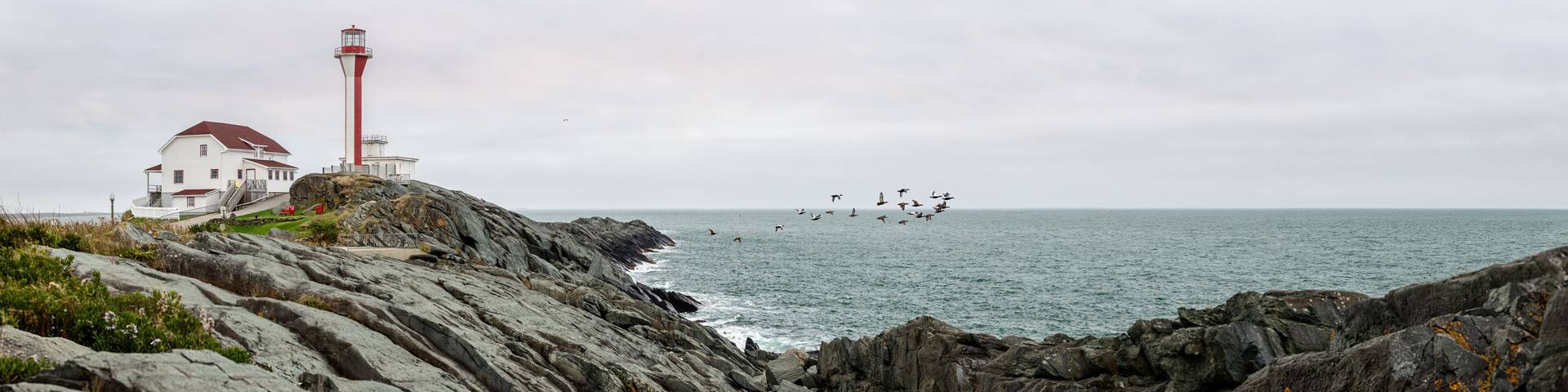 A flock of ducks take off from the rocky formations around Cape Forchu Lighthouse in Yarmount, Nova Scotia, Canada