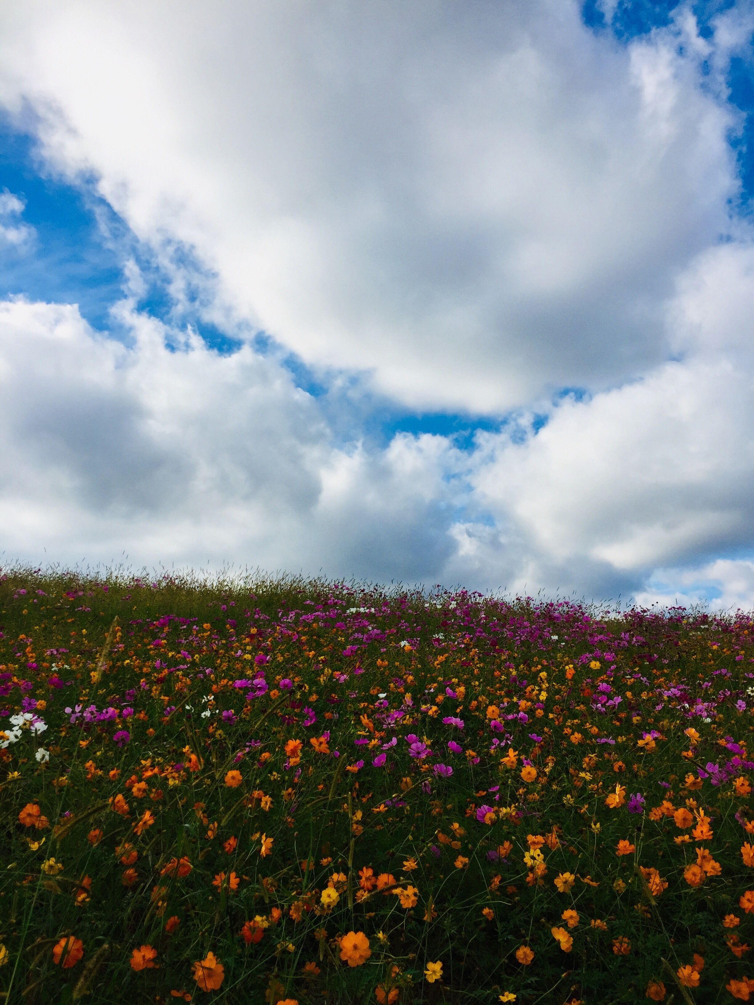 you the flower that i gotta protect..