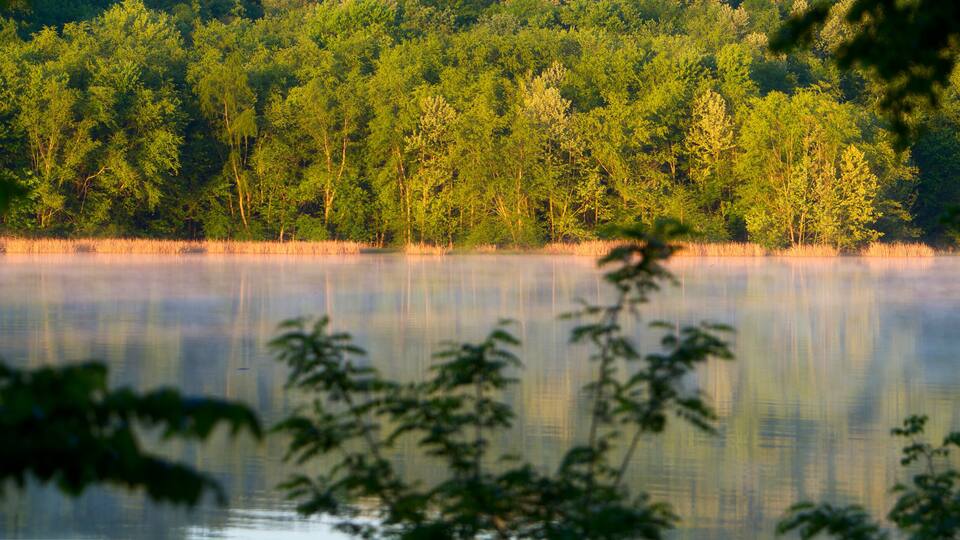 A calm lake surrounded by dense forest with sunlight filtering through the trees.