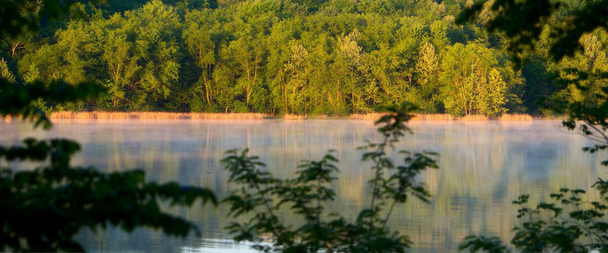 A calm lake surrounded by dense forest with sunlight filtering through the trees.