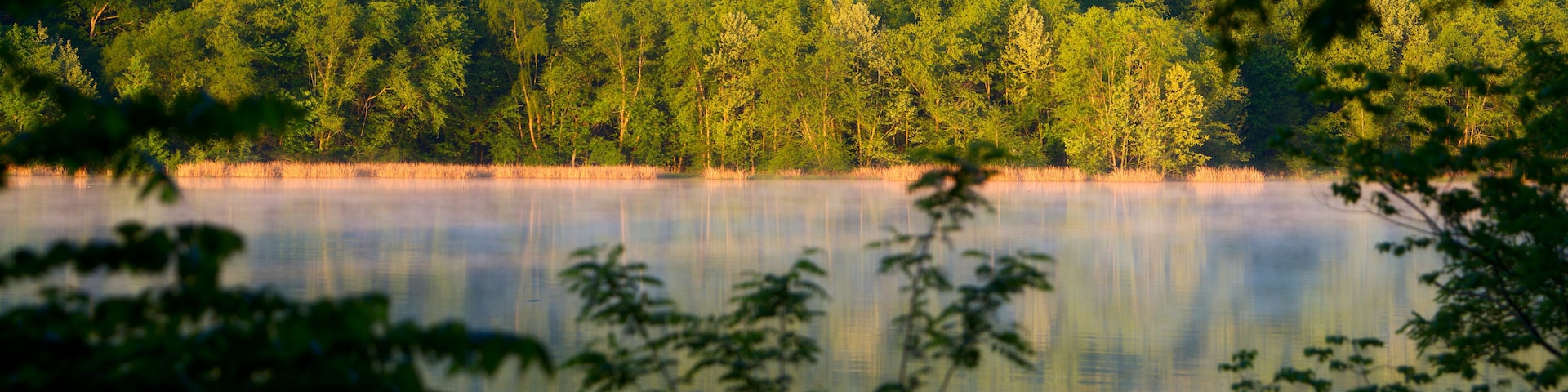 A calm lake surrounded by dense forest with sunlight filtering through the trees.
