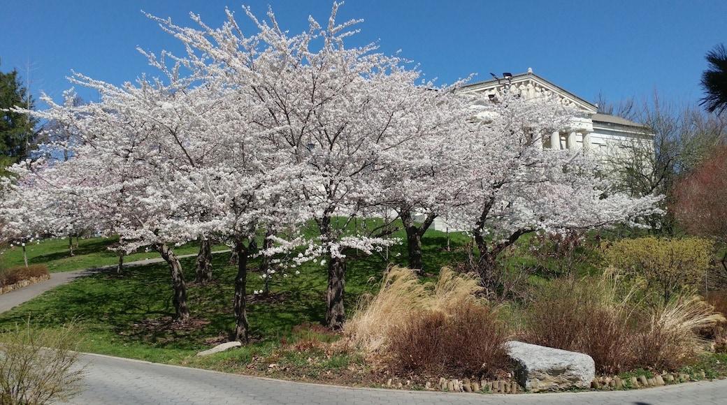 Cherry blossoms at the Japanese Garden at the Buffalo History Museum.