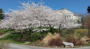 Cherry blossoms at the Japanese Garden at the Buffalo History Museum.