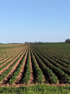 The long, perfectly shaped rows of potatoes.