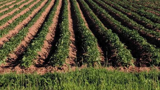 The long, perfectly shaped rows of potatoes.