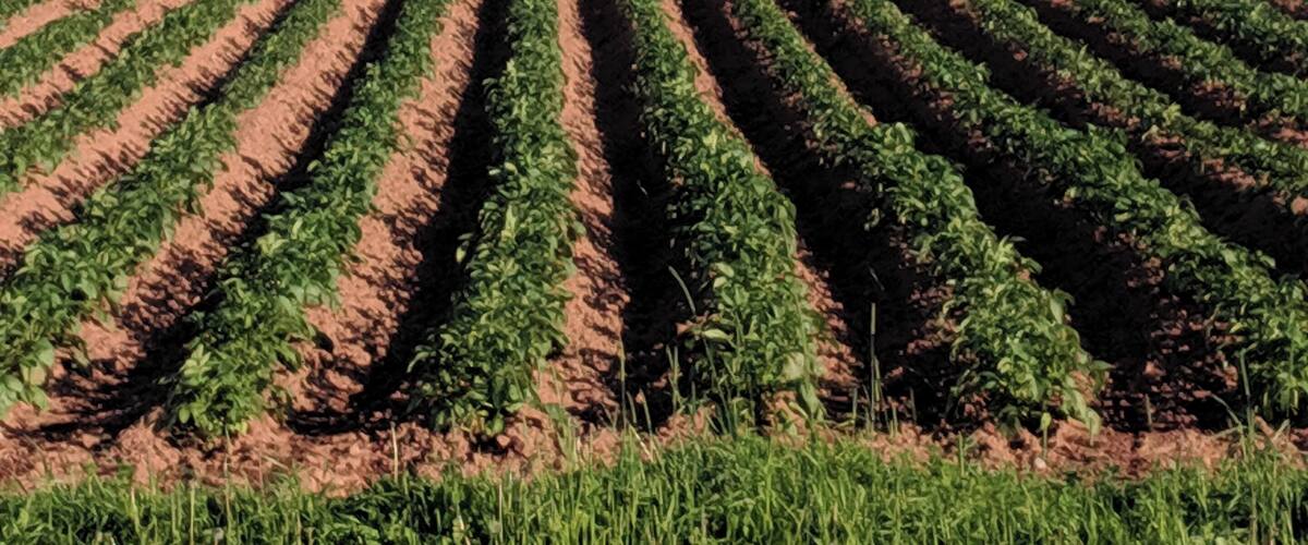 A vast agricultural field with rows of crops under a clear blue sky.