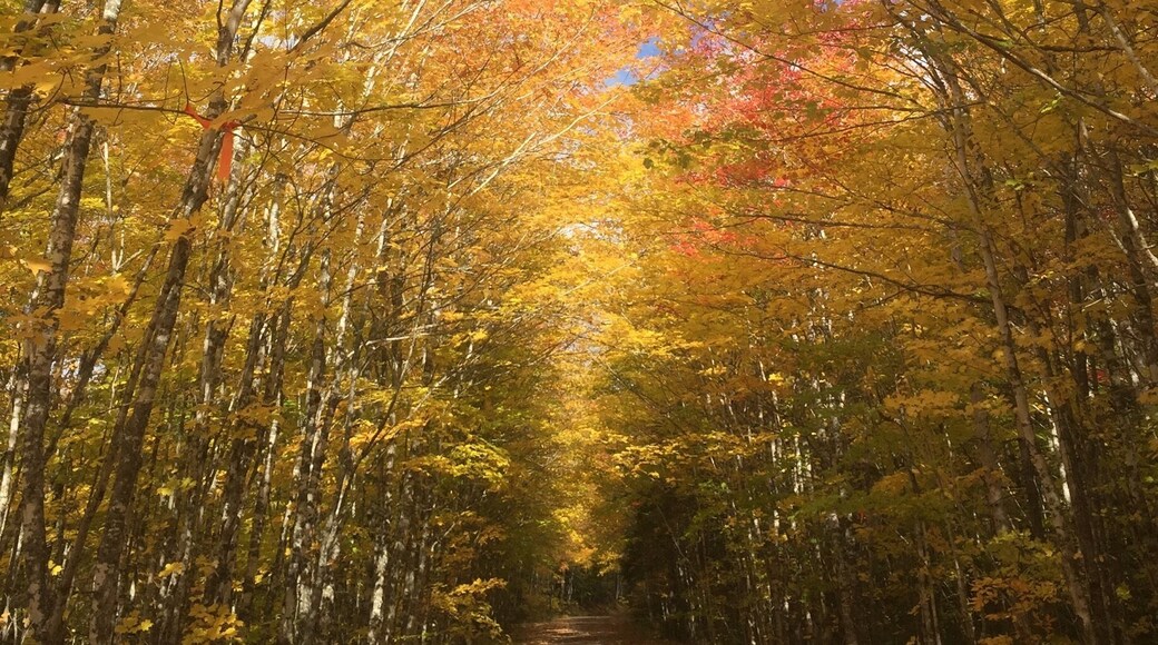 The rail to trails path in the fall