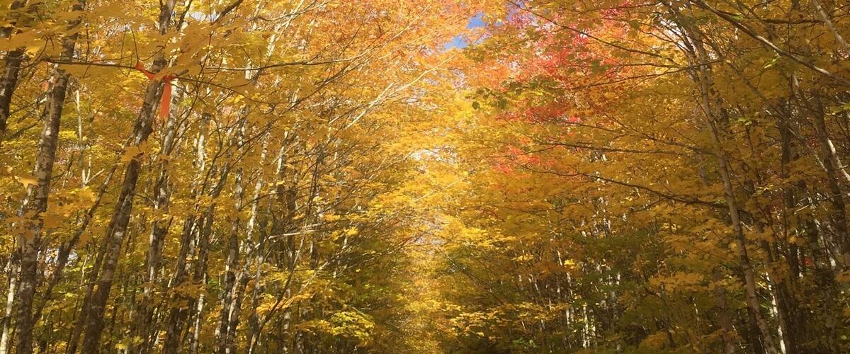 A forest path with trees displaying autumn foliage.