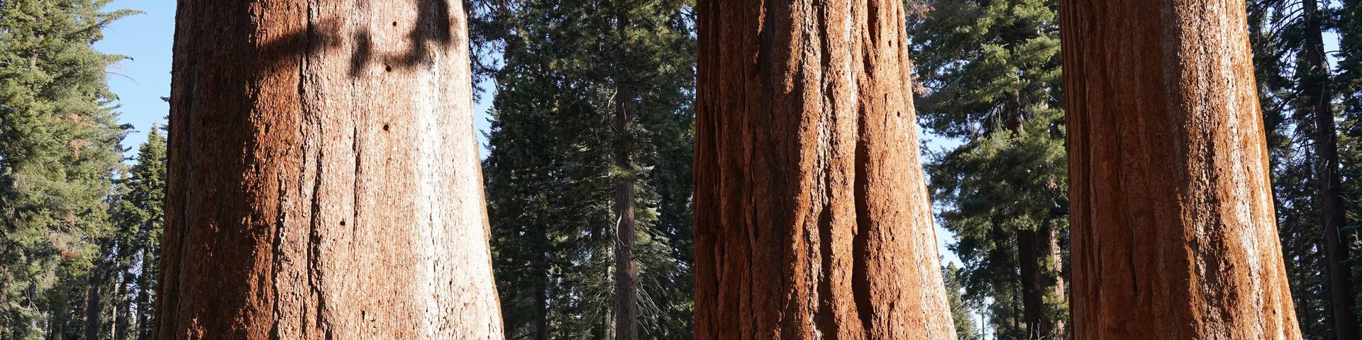 Huge trees in the Giant Forest of Sequoia and Kings Canyon National Park in California, USA.