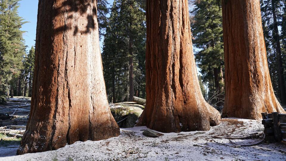 Tall redwood trees with snow on the ground.