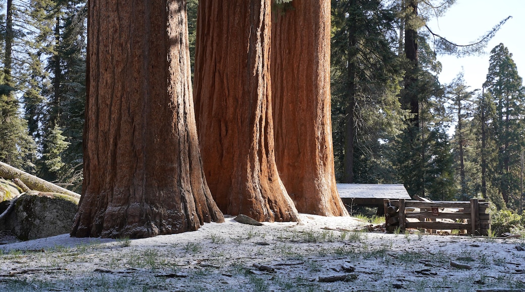 Person in front of Huge trees in the Giant Forest of Sequoia and Kings Canyon National Park in California, USA.