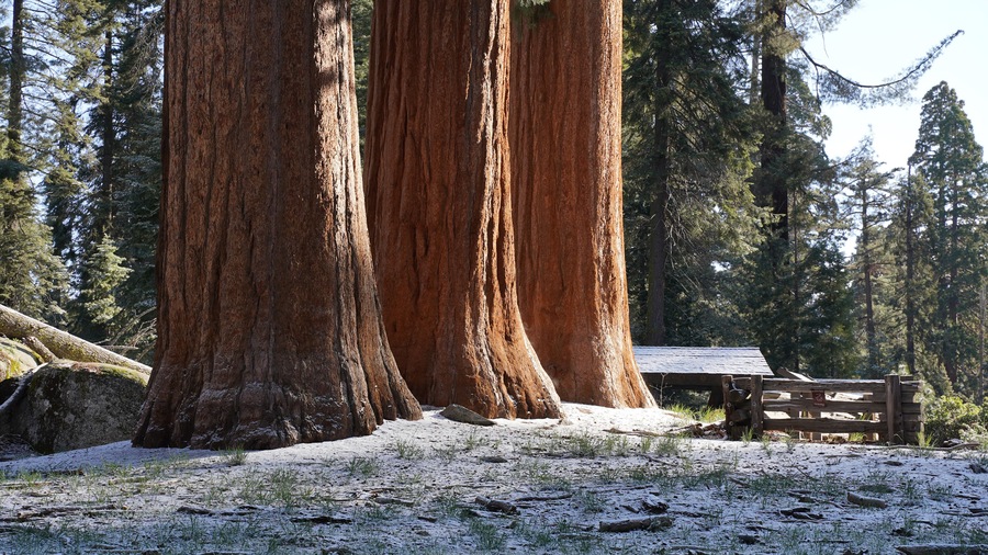 Person in front of Huge trees in the Giant Forest of Sequoia and Kings Canyon National Park in California, USA.