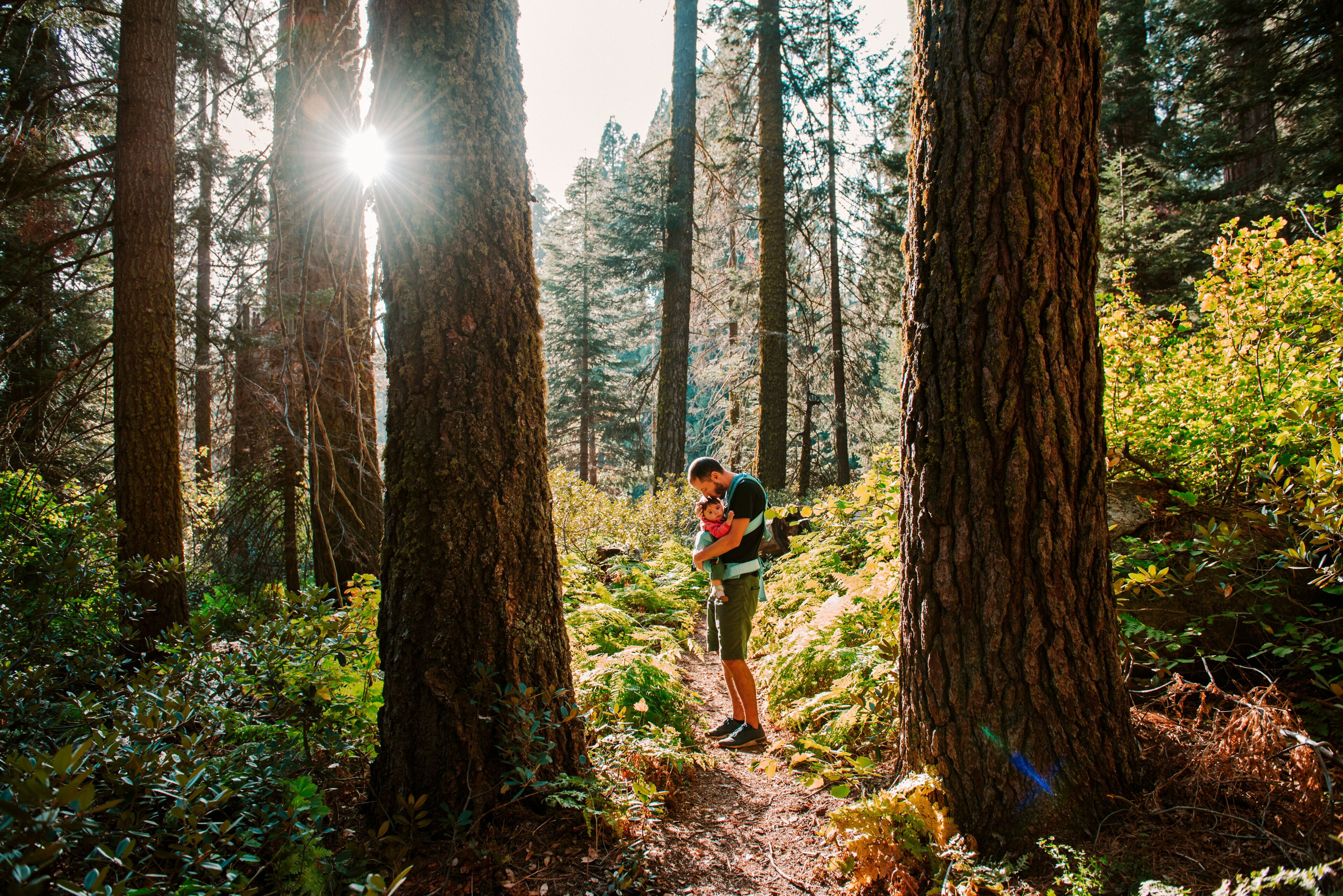 Father kissing baby girl in carrier in the forest at sunset, Sequoia National Park, California, USA