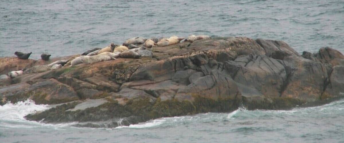 A rocky outcrop with seals resting on it.