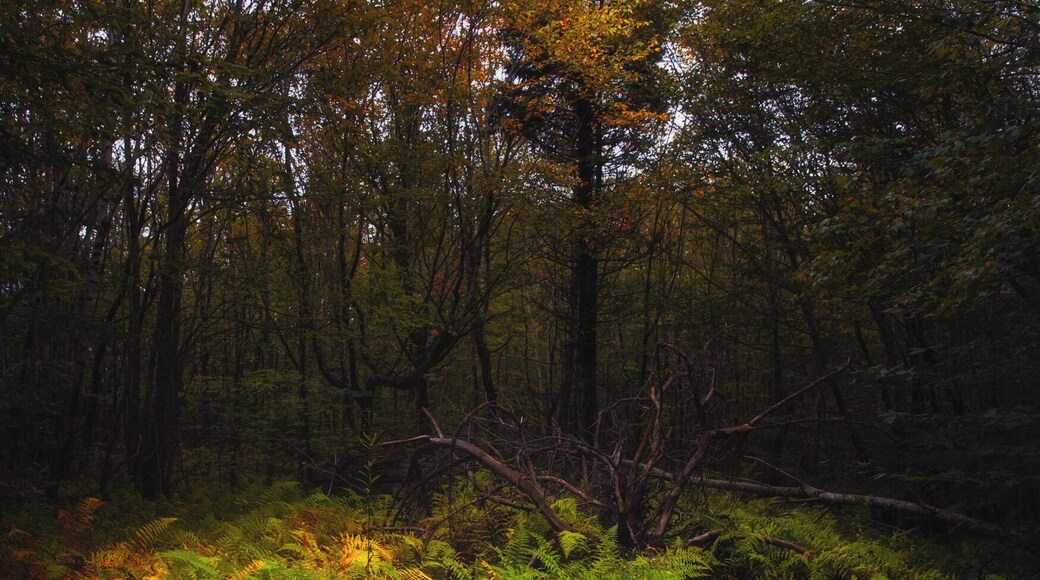 A dense forest with ferns and a fallen tree in the foreground.