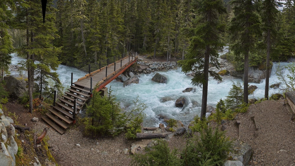 A wooden bridge over a fast-flowing river surrounded by dense forest.