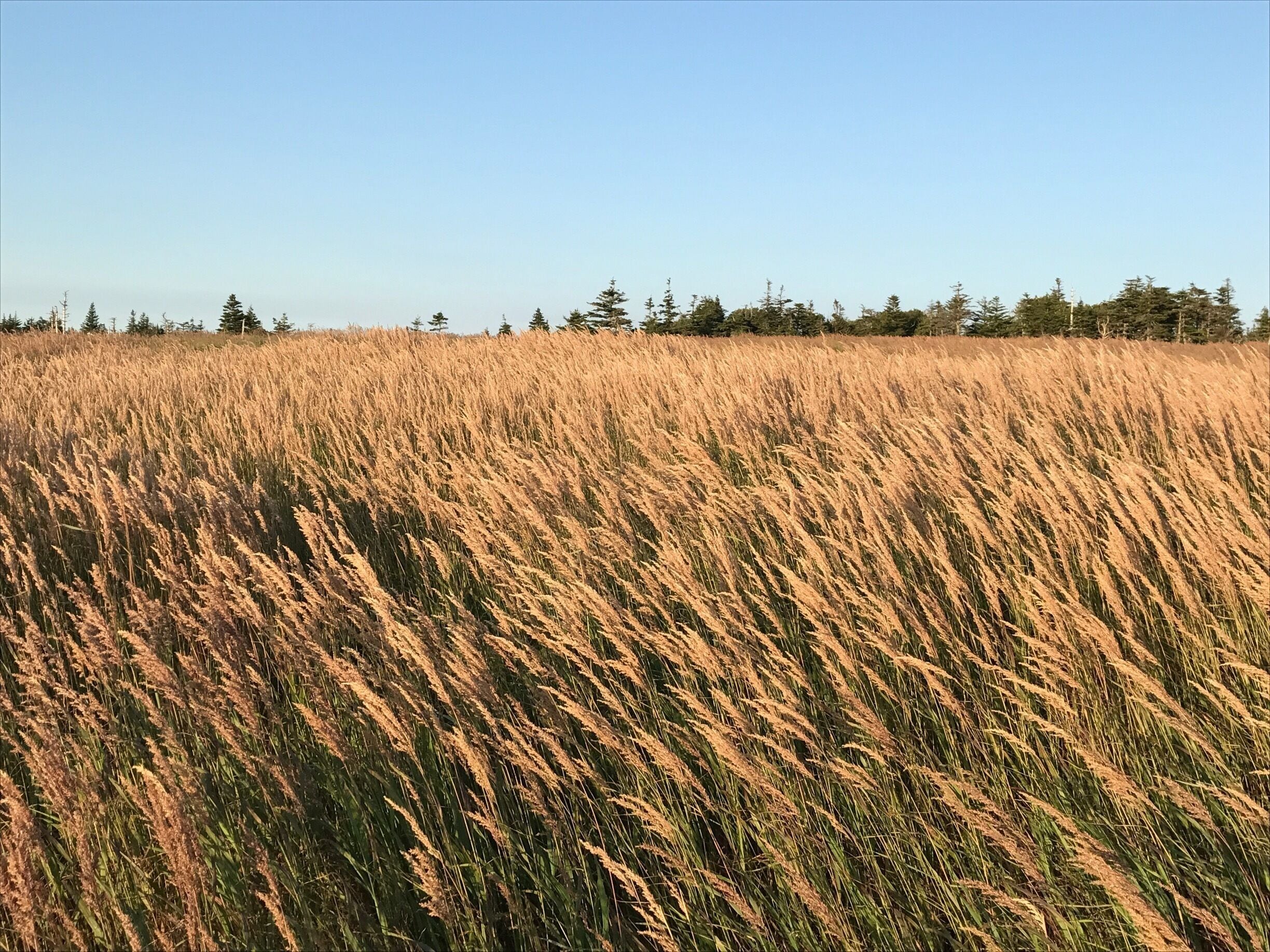Bushes in the Skyline trail @Cabot trail.