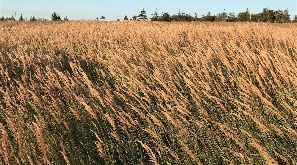 Bushes in the Skyline trail @Cabot trail.