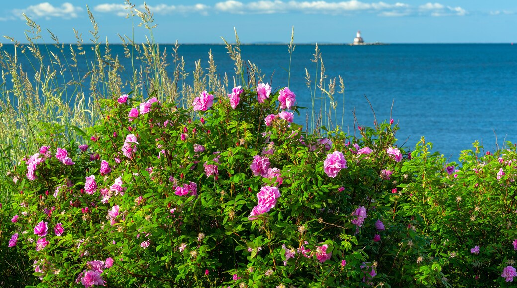 Wild roses growing along the waterfront in Summerside, Prince Edward Island with Indian Point Lighthouse on the distant horizon.