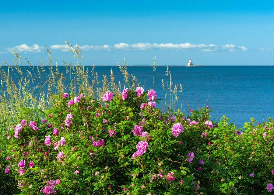Wild roses growing along the waterfront in Summerside, Prince Edward Island with Indian Point Lighthouse on the distant horizon.