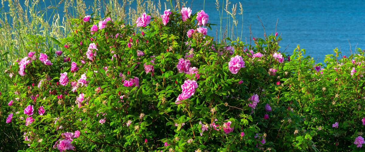 A coastal landscape with pink flowers in the foreground and a lighthouse in the background.