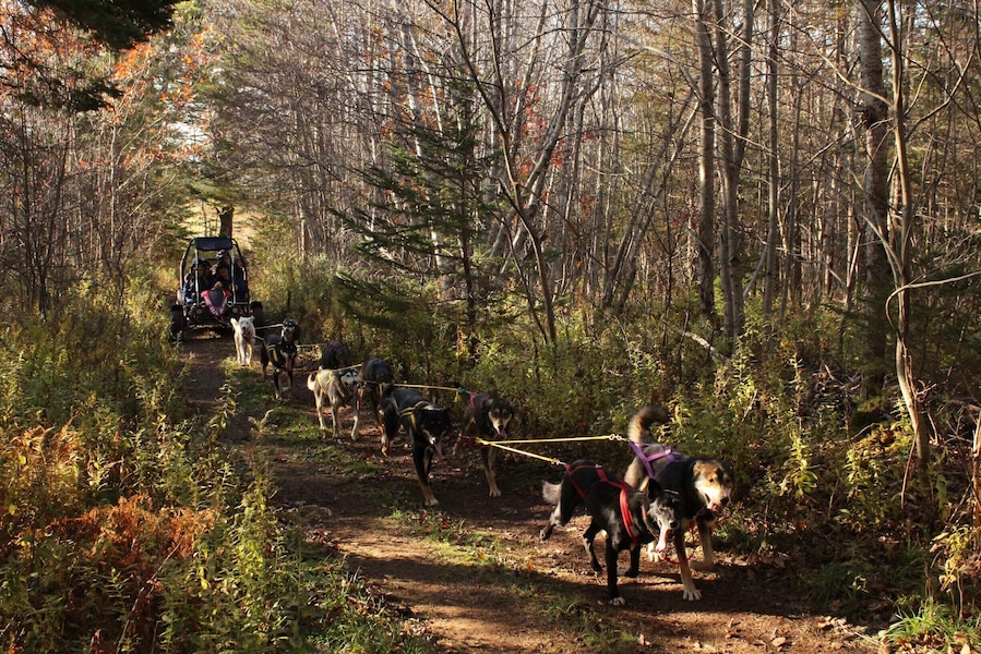 A dog adventure business tucked away in a hamlet only 40mins from Halifax. You can go out in a go-cart with a driver when there's no snow or drive a team on a sled when there is! Fantastic owners and wonderful dogs.