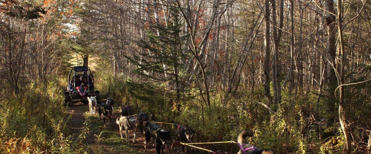 A forest trail with dogs and a cart.