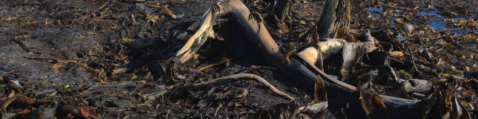 The Drowned Forest, near The Hawk in Nova Scotia, is over 1,500 years old and only viewable at low tide.