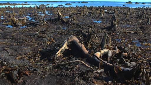 Una playa con ramas de madera y algas marinas.